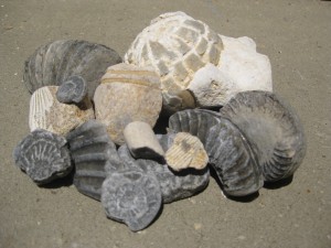 A small selection of the fossils I found on the beaches of the Jurassic Coast last year.